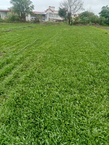 Farmhouse Buffalo Grass Lawn